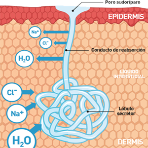 Agua Corporal Edema Sudor Glandula Sudoripara