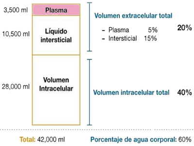 Agua Corporal Edema Porcentaje Liquidos Volumen
