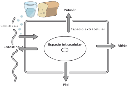 Agua Corporal Espacio Intracelular