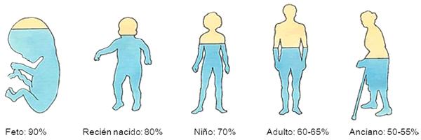 Agua Corporal Edema Porcentaje Edad