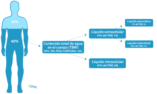 Agua Corporal Edema Porcentaje Liquidos