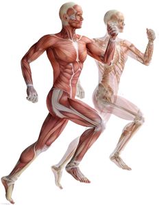 Curso Anatomia Fisiologia Escuela 5 Leyes Biologicas
