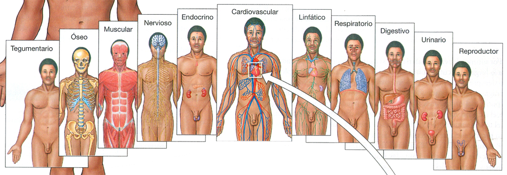 Curso Anatomia Fisiologia Histologia Escuela 5 Leyes Biologicas