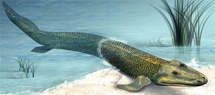 Ancestros Evolutivos Vida Ambiente Acuatico Terrestre