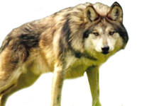 Lobo Ojos Vision Frontal Depredador