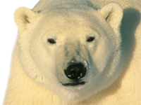 Oso Ojos Vision Frontal Depredador