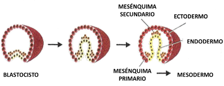 Blastocisto Mesenquima Primario Secundario Formacion Capas Embriologicas Endodermo Mesodermo Ectodermo