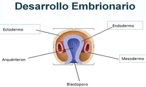 Desarrollo Embrionario Capas Embriologicas
