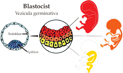 Blastocisto Desarrollo Capas Germinativas