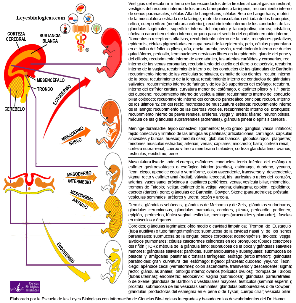 Zonas Cerebrales Capas Embriologicas Organos