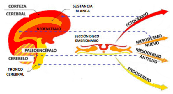 Cerebro Secciones Paleoencefalo Neoencefalo Capas Embriologicas