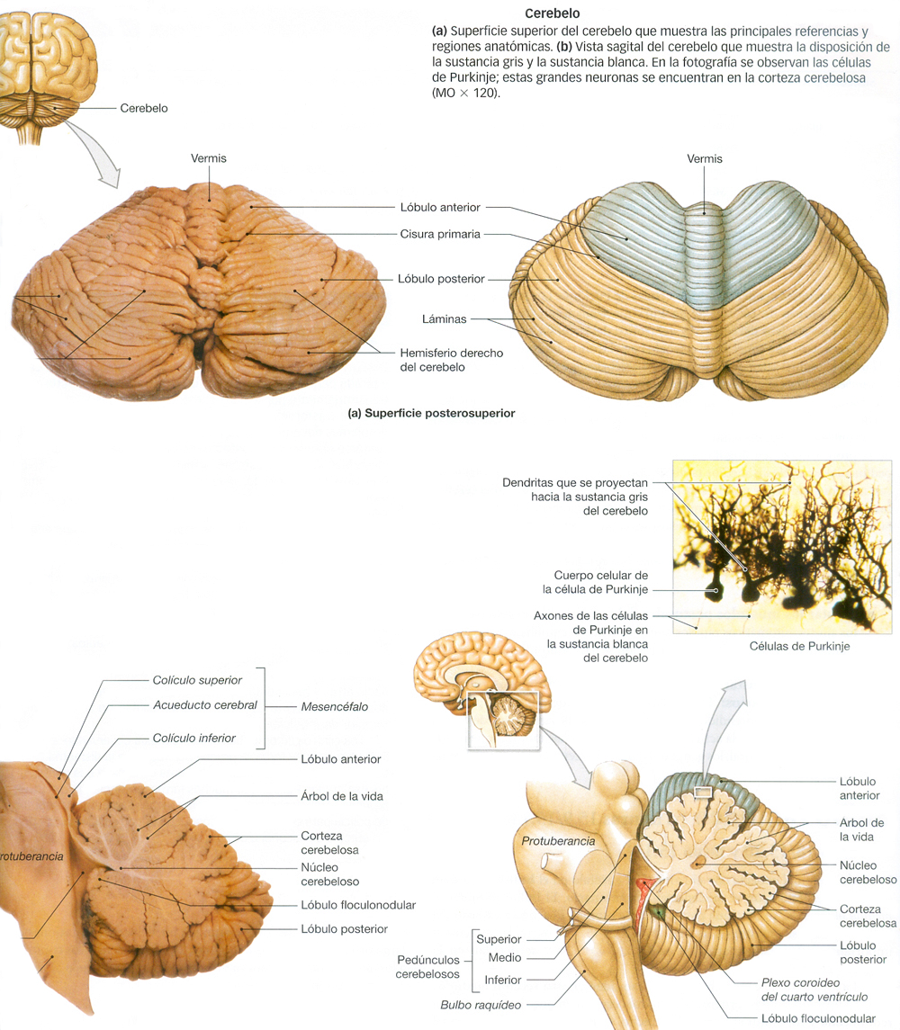 Cerebelo Secciones Anatomia