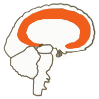 Sustancia Blanca Medula Cerebral Mesodermo Nuevo