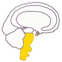 Tronco Tallo Cerebral Endodermo