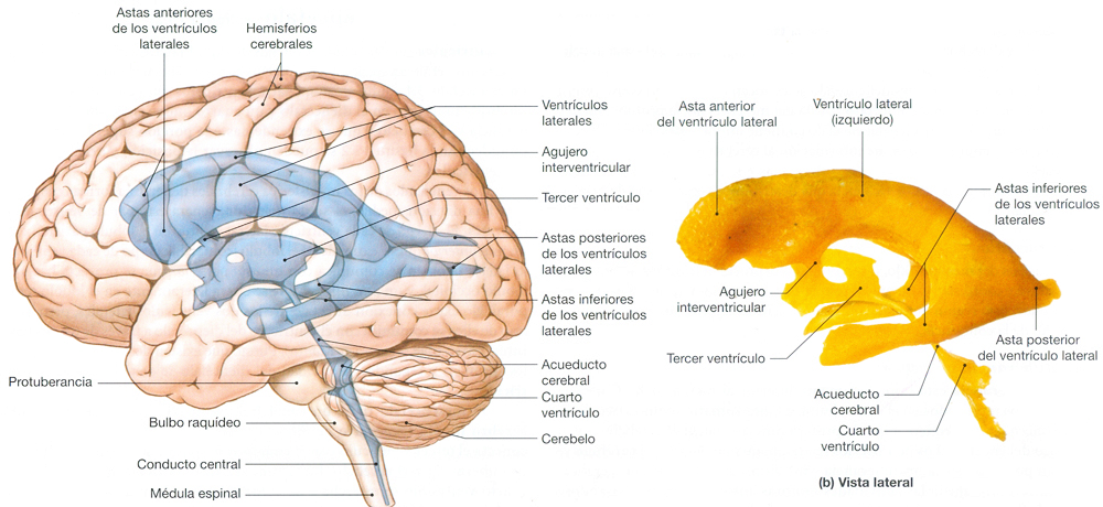 Endodermo Plexos Coroideos Ventriculos Cerebrales