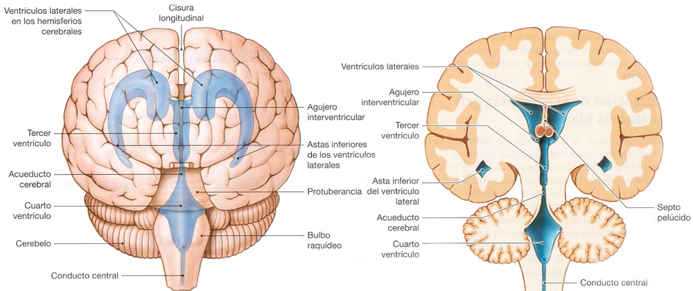 Endodermo Plexos Coroideos Ventriculos Cerebrales Vista Posterior