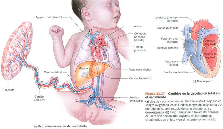 Cambios Circulacion Sanguinea Fetal Nacimiento Feto Termino