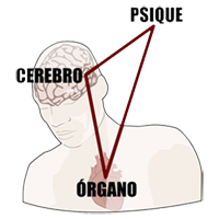 Psique Cerebro Organo