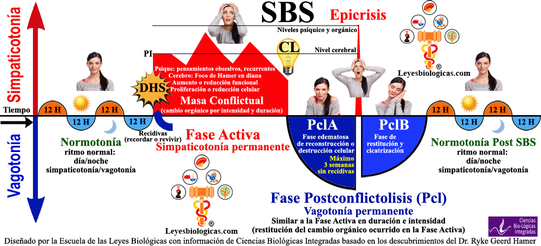 Grafica SBS Segunda Ley Biologica Fases Activa PCL