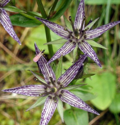 Plantas Flores Botanica Leyes Biologicas