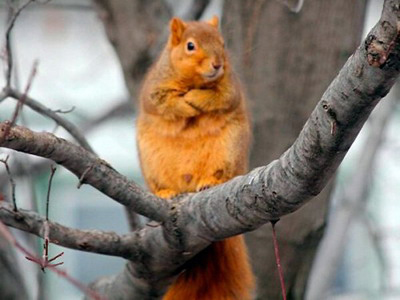 Ardilla Arbol Observando Comportamiento Humano