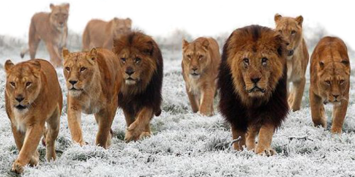 Manada Leones Leonas