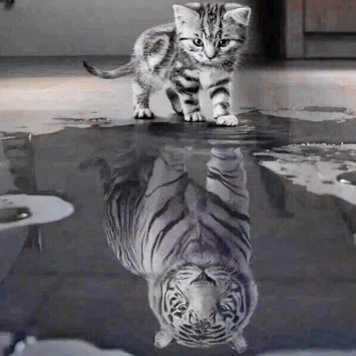 Gatito Reflejo Tigre