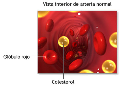 Colesterol Sangre Globulos Rojos Arteria
