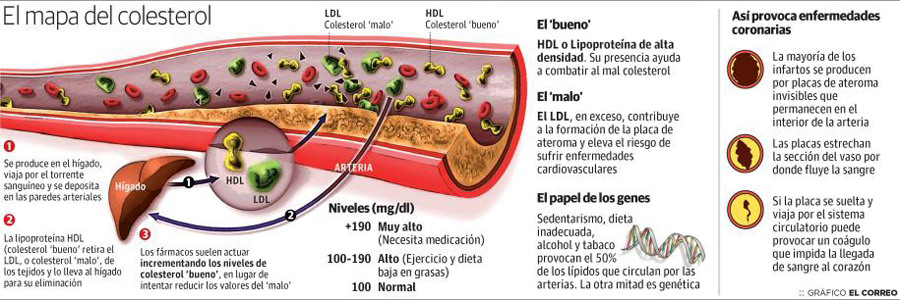 Colesterol LDL HDL Bueno Malo Mapa Arteria