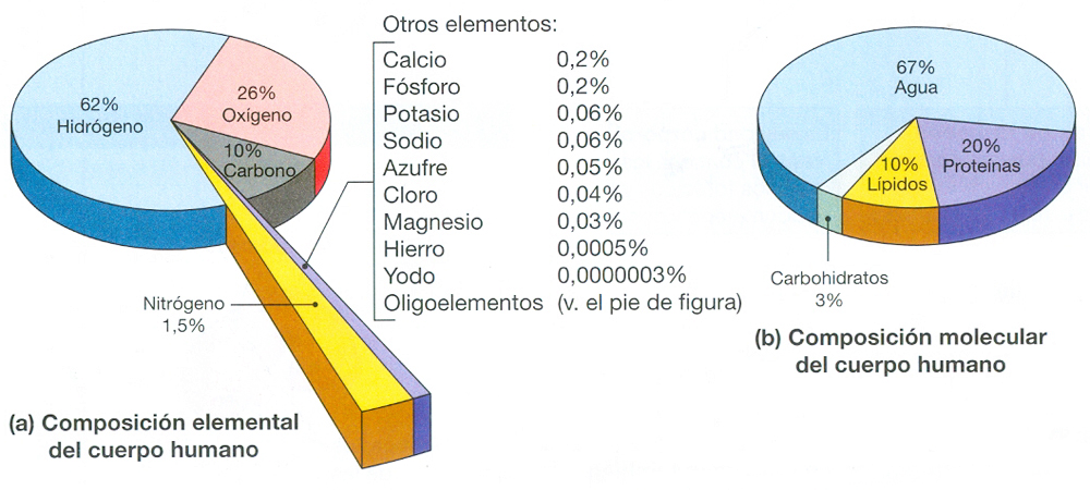 Composicion Elemental Molecular Cuerpo Humano
