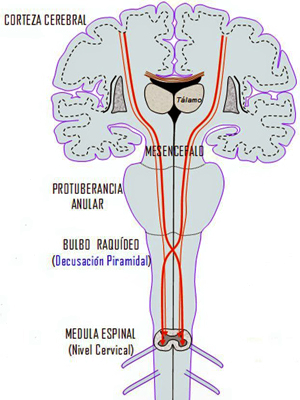 Contralateralidad Cerebro Organo Decusacion Piramidal