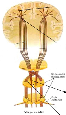 Contralateralidad Cerebro Organo Via Piramidal