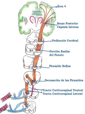 Contralateralidad Cerebro Organo Decusacion Piramides