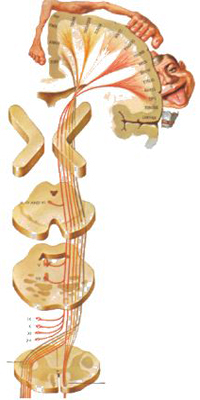 Contralateralidad Cerebro Organo Conexion Nerviosa