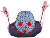 Contralateralidad Cerebro Organo Reglas Lateralidad Biologica