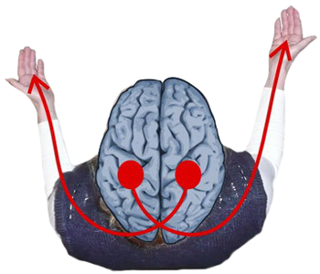 Contralateralidad Cerebro Organo Reglas Lateralidad Biologica
