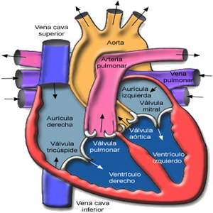 Corazon Miocardio Anatomia Auriculas Ventriculos