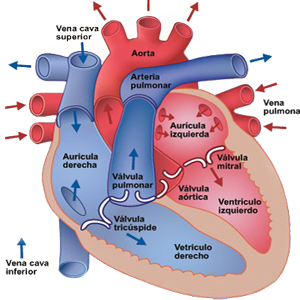 Corazon Miocardio Anatomia Flujo Sangre