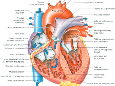 Corazon Miocardio Anatomia Auriculas Ventriculos Flujo