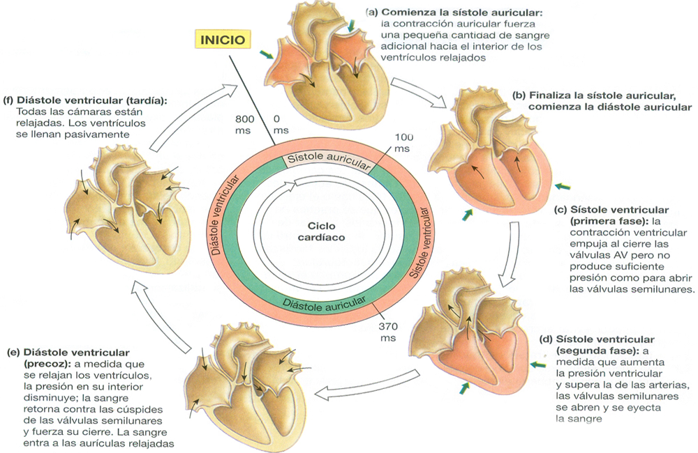 Corazon Ciclo Cardiaco Diastole Sistole Ventricular Auricular Inicio Final