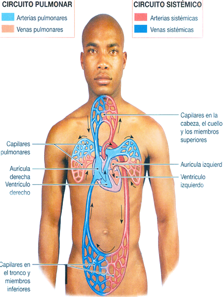 Corazon Circulacion Sangre Circuitos Pulmonar Sistemico Arterias Venas