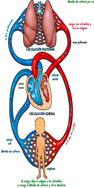 Corazon Circulacion Sangre Pulmonar General Arterias Venas