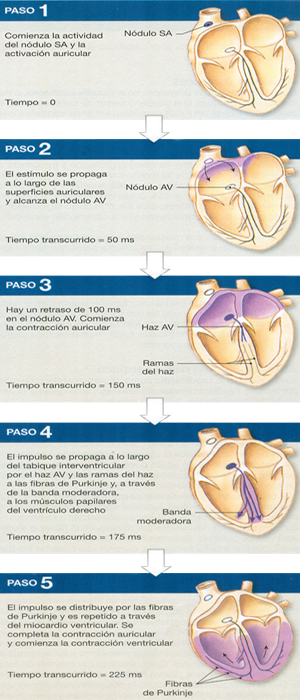 Nodos Auriculares Ventriculares Contracciones Estimulos Haz Fibras Purkinje Miocardio