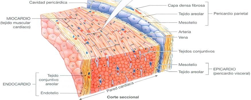 Corazon Tejidos Corte Capas Anatomia