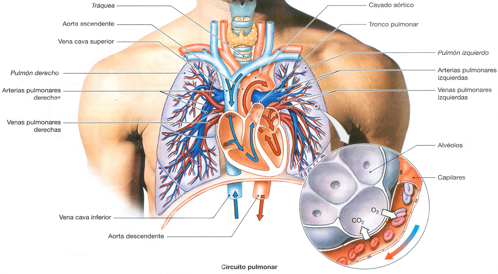 Corazon Circulacion Sanqguinea Pulmonar Alveolos Capilares