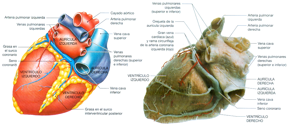 Corazon Miocardio Anatomia Ventriculos Auriculas