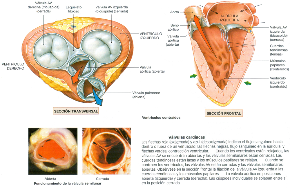Valvulas Corazon Miocardio Ventriculos Contraidos Auriculas