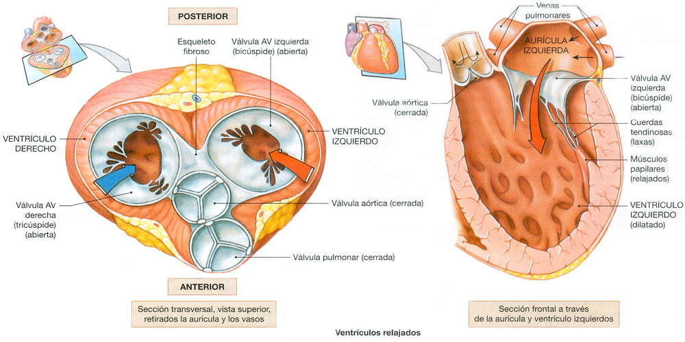 Valvulas Corazon Miocardio Ventriculos Relajados Auriculas