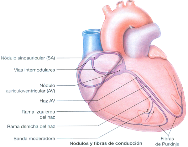 Corazon Nodulos Sinoauricular Auriculoventricular Ramas Haz Fibras Conduccion Purkinje