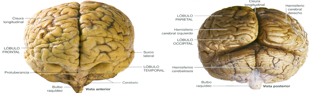 Corteza Cerebral Lobulos